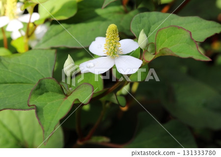 Close-up of white Houttuynia cordata flowers blooming in the shade Close-up of white Houttuynia cordata flowers blooming in the shade 131333780