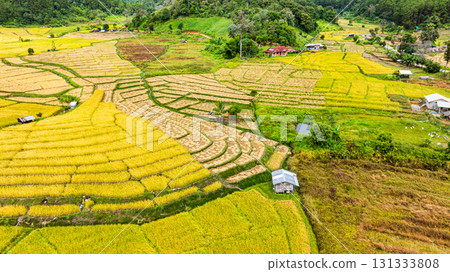 Aerial view of Rice terraces on a steep mountain produce bright yellow ears 131333808
