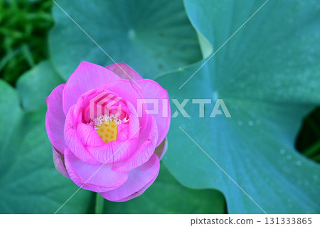 純淨綻放的蓮花 131333865