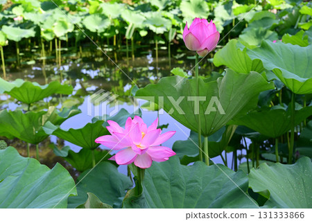 純淨綻放的蓮花 131333866