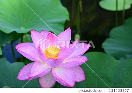 Purely blooming lotus flower 131333867