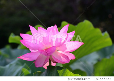 Purely blooming lotus flower 131333868