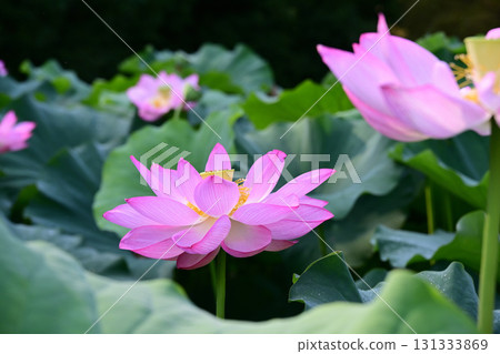Purely blooming lotus flower Purely blooming lotus flower 131333869