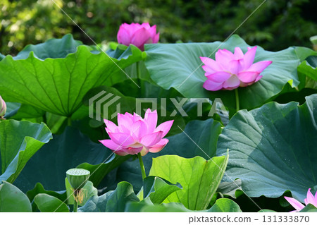 Purely blooming lotus flower Purely blooming lotus flower 131333870
