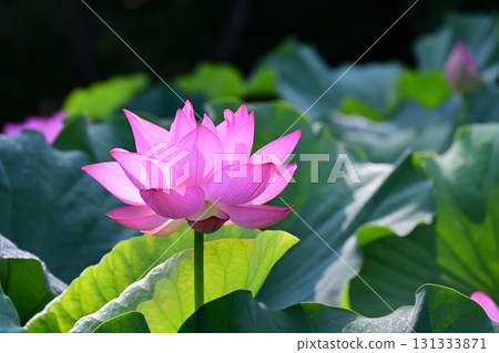 Purely blooming lotus flower Purely blooming lotus flower 131333871