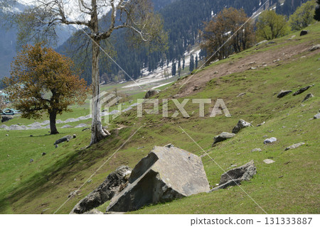 Trees with beautiful branches adorn the meadows and hills of Kashmir's Sonamarg, a land of natural beauty rich in pine forests, meadows and pristine white glaciers. At Jammu and Kashmir in India. 131333887
