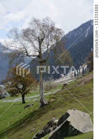 Trees with beautiful branches adorn the meadows and hills of Kashmir's Sonamarg, a land of natural beauty rich in pine forests, meadows and pristine white glaciers. At Jammu and Kashmir in India. 131333888