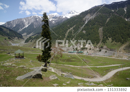 Trees with beautiful branches adorn the meadows and hills of Kashmir's Sonamarg, a land of natural beauty rich in pine forests, meadows and pristine white glaciers. At Jammu and Kashmir in India. 131333892