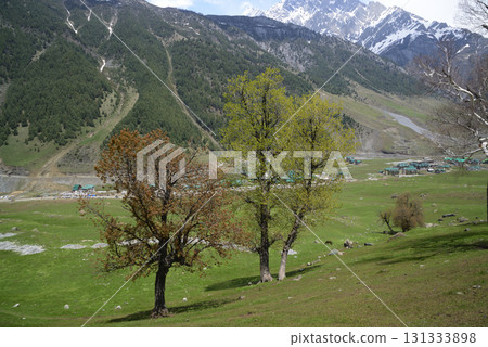 Trees with beautiful branches adorn the meadows and hills of Kashmir's Sonamarg, a land of natural beauty rich in pine forests, meadows and pristine white glaciers. At Jammu and Kashmir in India. 131333898