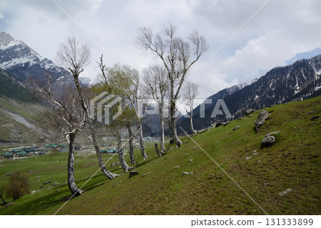 Trees with beautiful branches adorn the meadows and hills of Kashmir's Sonamarg, a land of natural beauty rich in pine forests, meadows and pristine white glaciers. At Jammu and Kashmir in India. 131333899