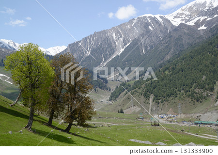 Trees with beautiful branches adorn the meadows and hills of Kashmir's Sonamarg, a land of natural beauty rich in pine forests, meadows and pristine white glaciers. At Jammu and Kashmir in India. 131333900