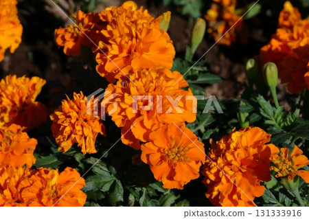 開花在花壇的橙色萬壽菊花 開花在花壇的橙色萬壽菊花 131333916