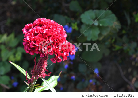 Tosaka Kaitou(雞冠雞頭) Tosaka Kaitou(雞冠雞頭) 131333923