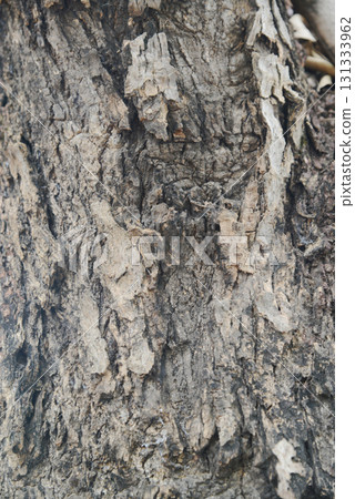 Texture or background of light colored natural wood texture, The surface of the tree trunk is thick with bark cracks. Texture or background of light colored natural wood texture, The surface of the tree trunk is thick with bark cracks. 131333962