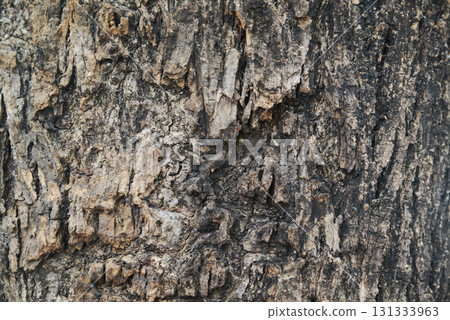Texture or background of light colored natural wood texture, The surface of the tree trunk is thick with bark cracks. Texture or background of light colored natural wood texture, The surface of the tree trunk is thick with bark cracks. 131333963