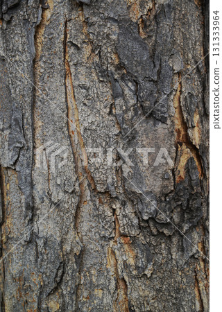 Texture or background of light colored natural wood texture, The surface of the tree trunk is thick with bark cracks. Texture or background of light colored natural wood texture, The surface of the tree trunk is thick with bark cracks. 131333964