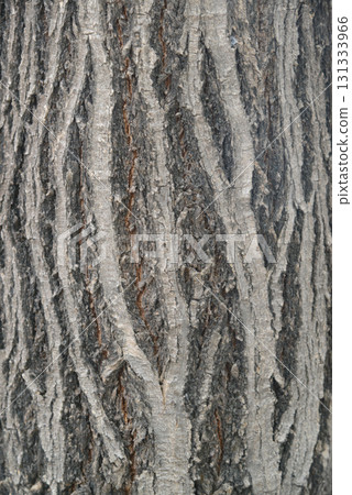 Texture or background of light colored natural wood texture, The surface of the tree trunk is thick with bark cracks. Texture or background of light colored natural wood texture, The surface of the tree trunk is thick with bark cracks. 131333966