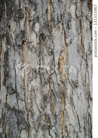Texture or background of light colored natural wood texture, The surface of the tree trunk is thick with bark cracks. Texture or background of light colored natural wood texture, The surface of the tree trunk is thick with bark cracks. 131333967