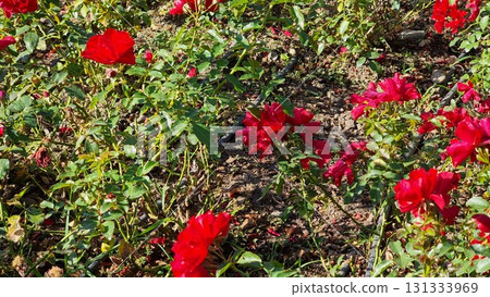 Red Roses In The Garden 131333969
