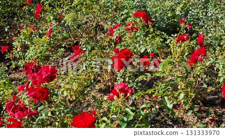 Red Roses In The Garden Red Roses In The Garden 131333970