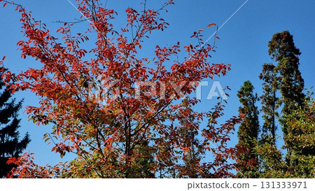Autumn Leaves Of Tree, Fall Season Flora 131333971