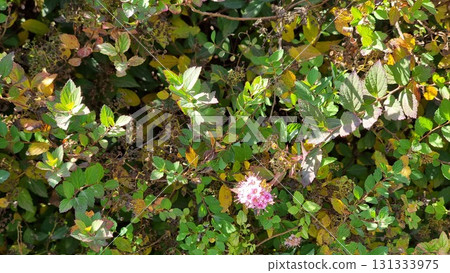 Cornus sanguinea in autumn. Beautiful botanical shot, natural wallpaper. Cornus sanguinea in autumn. Beautiful botanical shot, natural wallpaper. 131333975