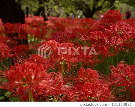 cluster spider lilies growing in clusters cluster spider lilies growing in clusters 131333982