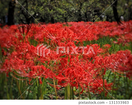 簇生蜘蛛百合 簇生蜘蛛百合 131333983