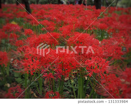 紅蜘蛛百合 紅蜘蛛百合 131333984