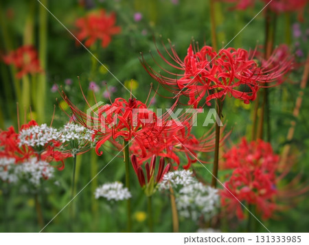紅蜘蛛百合 紅蜘蛛百合 131333985