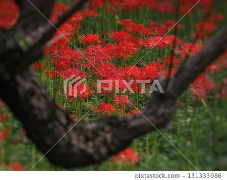 紅蜘蛛百合 131333986