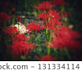 red spider lily 131334114