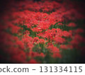 red spider lily 131334115