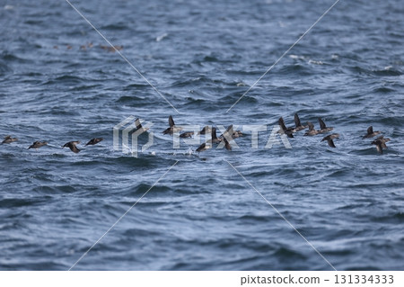 冠小海雀 冠小海雀 131334333