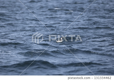 Mushroom Mushroom 131334462