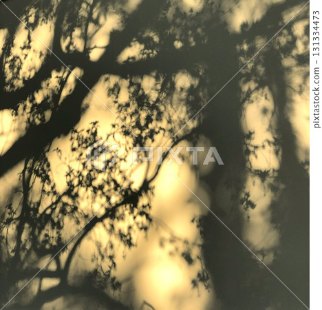 Shadows of tree branches and leaves on yellow wall. Texture of tree branches on a wall illuminated by the setting sun Shadows of tree branches and leaves on yellow wall. Texture of tree branches on a wall illuminated by the setting sun 131334473