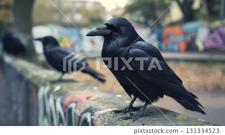 Black ravens perched on graffiti wall. 131334523