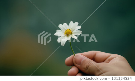 Single daisy held gently, simplicity focus. 131334524