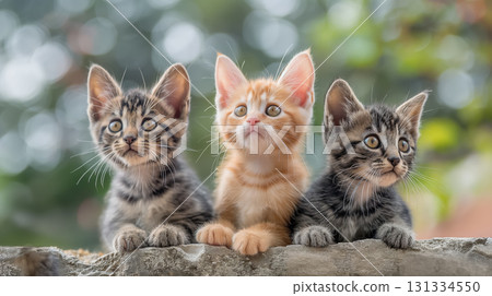 Trio of kittens perched on a wall. Trio of kittens perched on a wall. 131334550