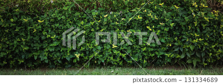 Dense green hedge extends across a tranquil scene. Dense green hedge extends across a tranquil scene. 131334689