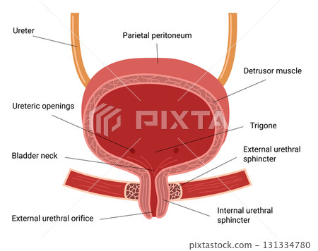 Human Bladder Anatomy. Female urinary Bladder. Vector medical illustration Human Bladder Anatomy. Female urinary Bladder. Vector medical illustration 131334780