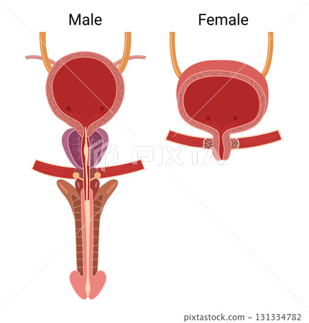 Human Bladder Anatomy. Female and male urinary Bladder. Vector medical illustration   131334782
