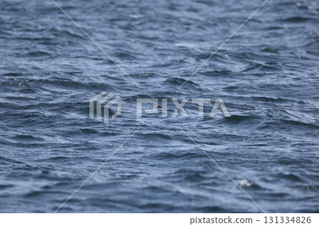 至少auklet 至少auklet 131334826