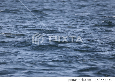 至少auklet 131334830