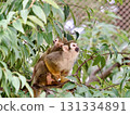 Squirrel monkey parent and child resting on a tree 131334891