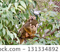 Squirrel monkey parent and child resting on a tree 131334892