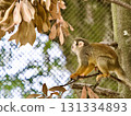 Squirrel monkey resting on a tree 131334893