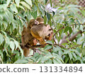 Squirrel monkey parent and child resting on a tree 131334894