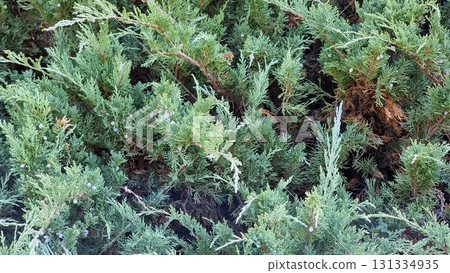 Juniperus sabina in the garden. Evergreen landscaped garden. Green juniper fit perfectly into garden design. 131334935