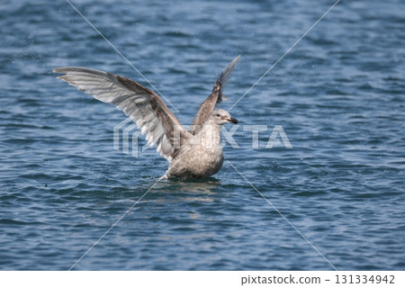 Vegetable gulls Vegetable gulls 131334942